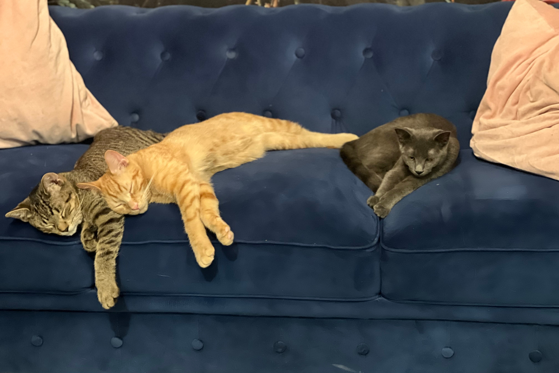  Niagara Falls Cat Cafe
