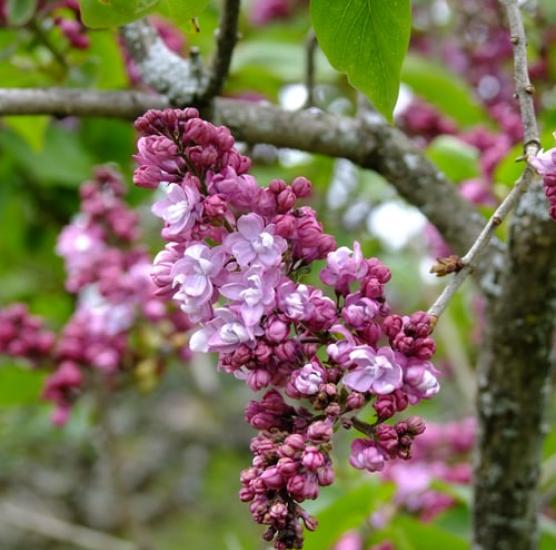 Centennial Lilac Garden